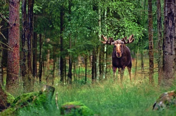 Stor elg i de svernske skove, Sverige