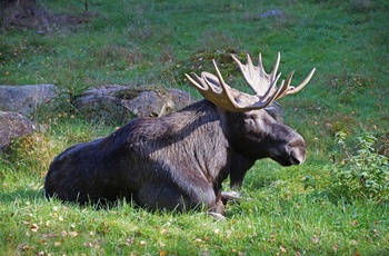 Smålandet Elg safaripark i Markaryd, Sverige