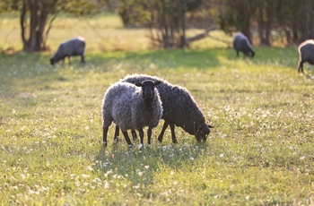 Får på Fårö, Gotland i Sydsverige