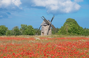 Gammel mølle og blomstermark på Gotland 