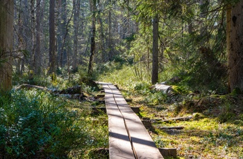 Skovsti i Store Mosse Nationalpark, Sydsverige