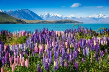 Søen Lake Tekapo, Sydøen