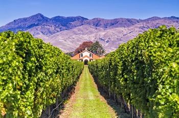 Vingård i vinregionen Marlborough nær Blenheim på Sydøen - New Zealand