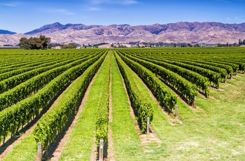 Vinmarker i vinregionen Marlborough nær Blenheim på Sydøen - New Zealand