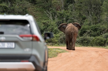 Addo Elephant National Park i Sydafrika