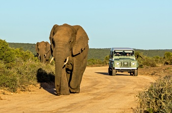 Addo Elephant National Park i Sydafrika