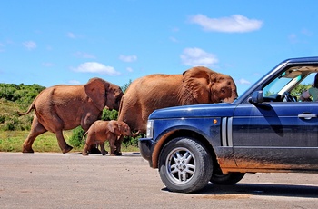 Addo Elephant National Park i Sydafrika