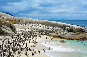 Pingviner på Boulders Beach, Sydafrika