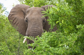 Elefant i Sydafrika