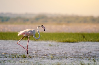 Flamingo i Sydafrika