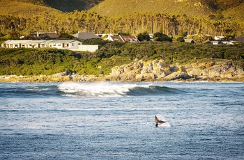 Hval ved Hermanus i Sydafrika