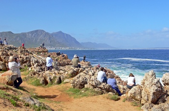Turister på hval spotting ved Hermanus i Sydafrika, tæt på Cape Town
