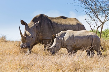 Næsehorn i Hluhluwe Imfolozi Park, KwaZulu Natal i Sydafrika