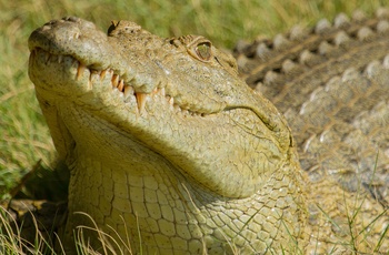 Krokodille i Sydafrika