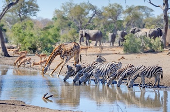 Elefanter, giraffer og zebeaer ved vandhul i Kruger National Park, Sydafrika