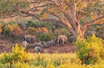 Elefanter i Kruger National Park