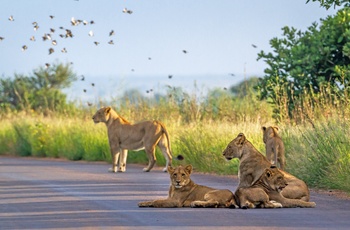 En flok løver på en vej i Kruger nationalpark, Sydafrika