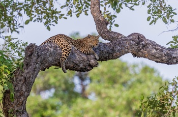 Leopard i Sydafrika