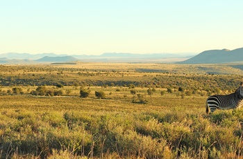 Bjerg zebra i Mountain Zebra National Park, Sydafrika