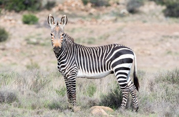 Bjerg zebra i Mountain Zebra National Park, Sydafrika
