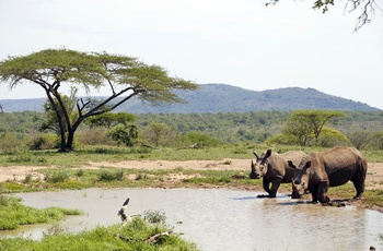 Næsehorn i Hluhluwe-Imfolozi Game Reserve i KwaZulu-Natal, Sydafrika