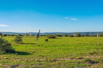 Giraffer i Shamwari Private Game Reserve, Sydafrika