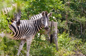 Zebra i Hluhluwe-Imfolozi Game Reserve i KwaZulu-Natal, Sydafrika