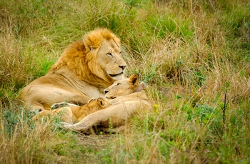 Løver i Hluhluwe-Imfolozi Game Reserve i KwaZulu-Natal, Sydafrika