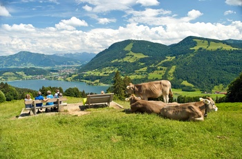 Hikere og køer nyder udsigten til Grosser Alpsee, Sydtyskland