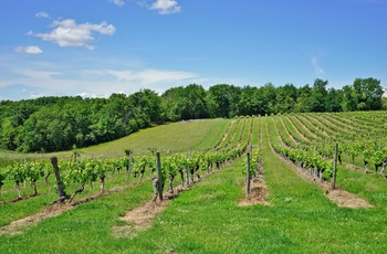 Vinmark tæt på Cahors i det sydvestlige Frankrig