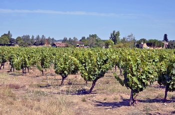 Vinmark i Gaillac,det sydvestlige Frankrig