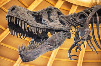 Skelettet af verdens største T rex i Regina - Saskatchewan i Canada