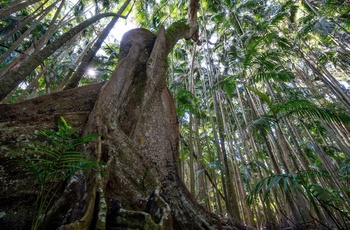 Regnskoven i Tamborine National Park i Queensland - Australien