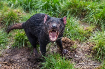 Den tasmanske djævel, Tasmanien