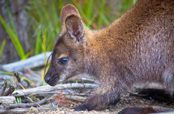 Freycinet Experience Walk, Tasmanien