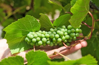 Vindruer fra vinmark i Tamar Valley nær Launceston, Tasmanien