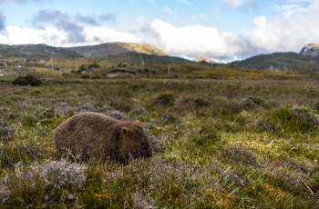 Vombat ved Craddle Mountain på Tasmanien