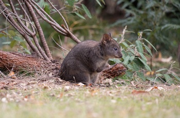Tasmansk pademelon på Maria Island - Tasnamien