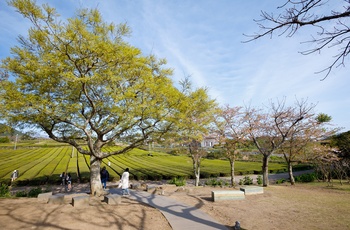 Teplantage ved O’sulloc Tea Museum på Jeju-øen - Sydkorea