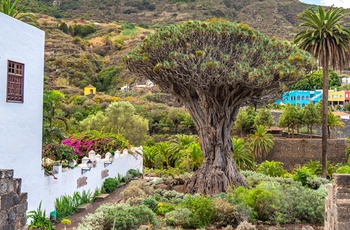 Dragetræet i byen Icod de los Vinos på Tenerife