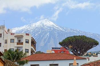 Dragetræet i byen Icod de los Vinos o vulkanen Teide på Tenerife