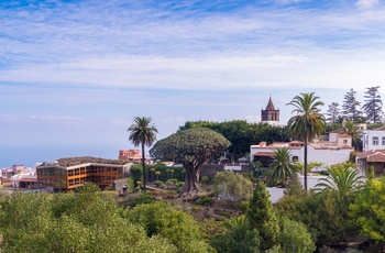 Dragetræet i byen Icod de los Vinos på Tenerife