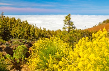 Corona Forestal på Tenerife