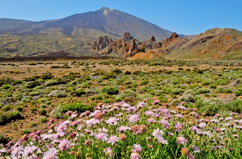 Vulkanen og blomster i Teide National Park på Tenerife