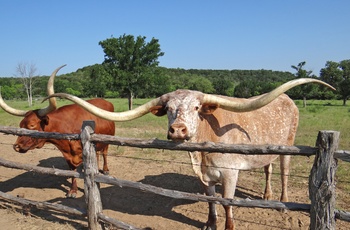 Graham Wildcatter Ranch i Texas - USA