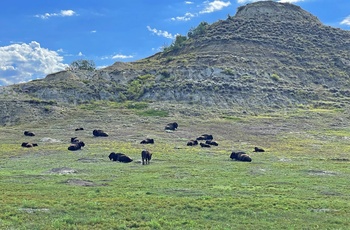 Bisonokser i Theodore Roosevelt National Park i North Dakota