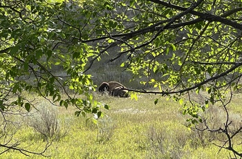 Bisonokse i Theodore Roosevelt National Park i North Dakota