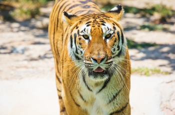 Tiger i zoo