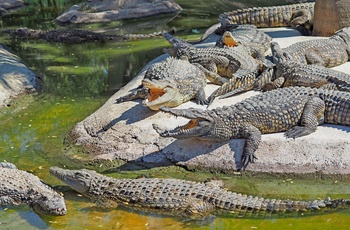 Krokodilleparken i Torremolinos - det sydlige Spanien