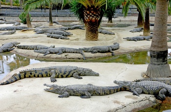 Krokodilleparken i Torremolinos - det sydlige Spanien